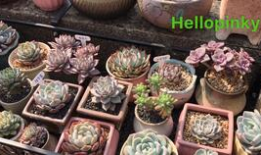 肉肉的视频,探寻地道风味，尽享味蕾盛宴